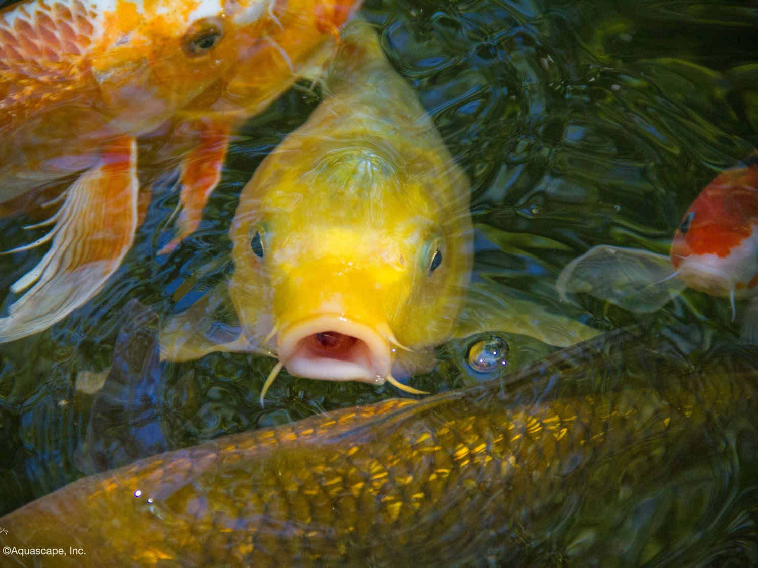 plant-fish-care category image